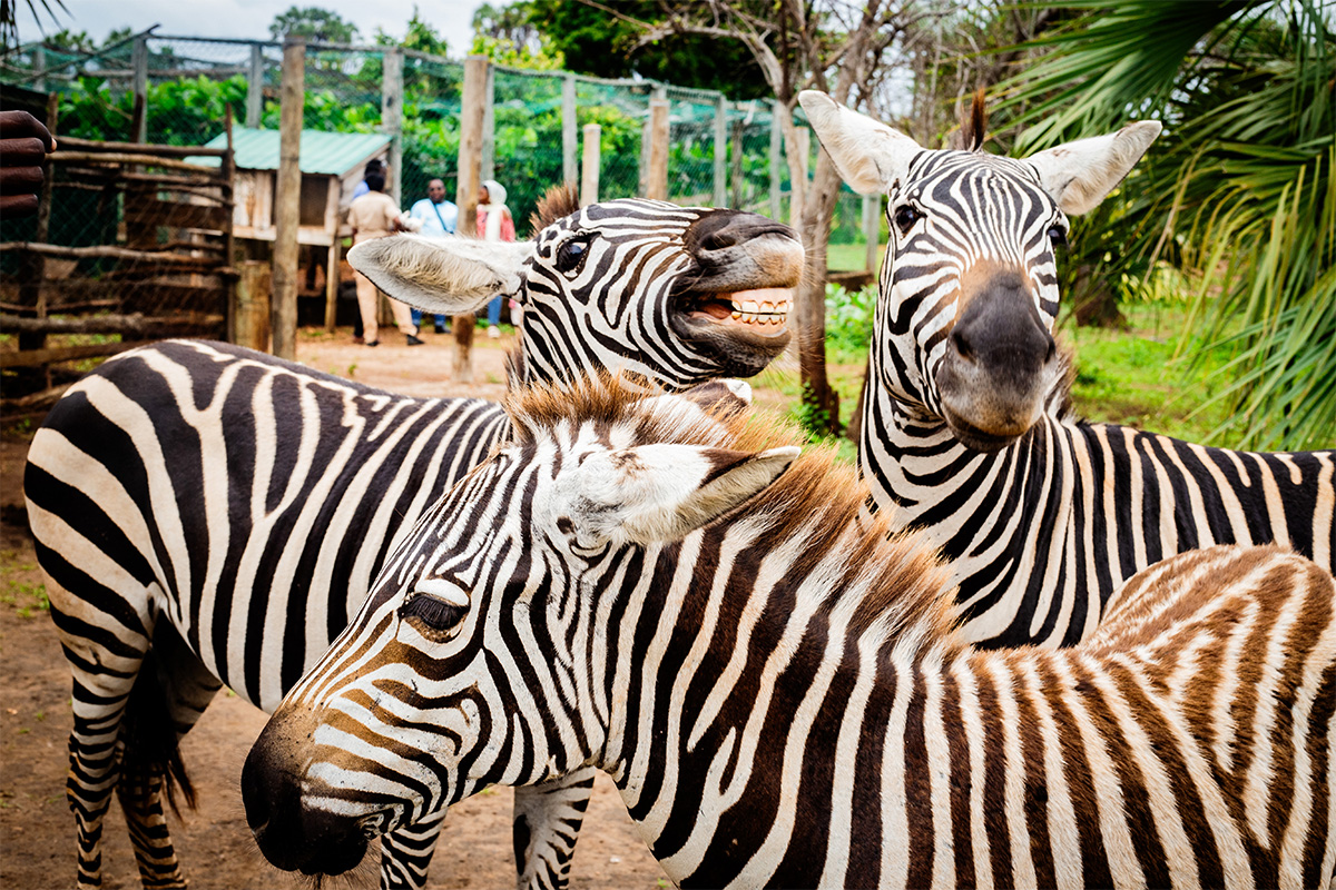 BORA BORA: DIANI’S WILDLIFE PARK