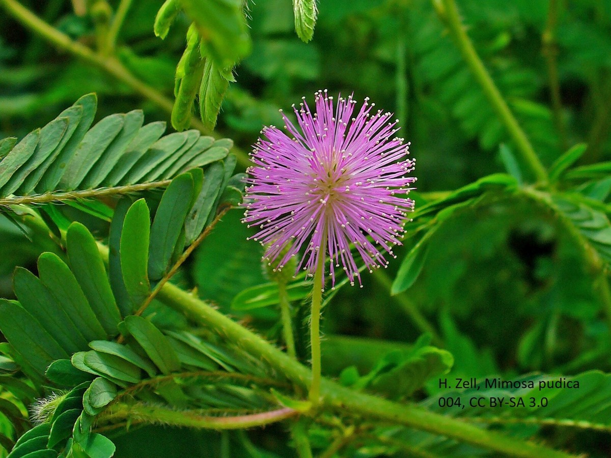 Exploring The Medicinal Marvel of Mimosa Pudica