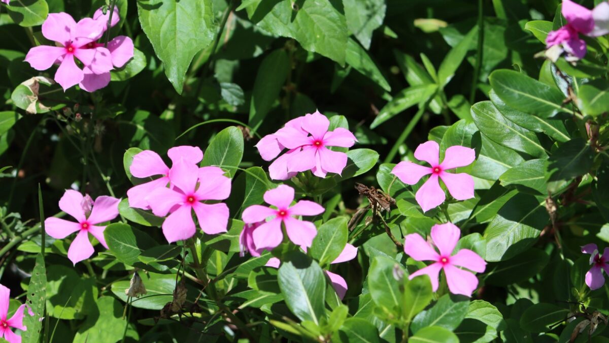 THE PERIWINKLE PLANT (Catharanthus roseus) NATURE TALK SERIES