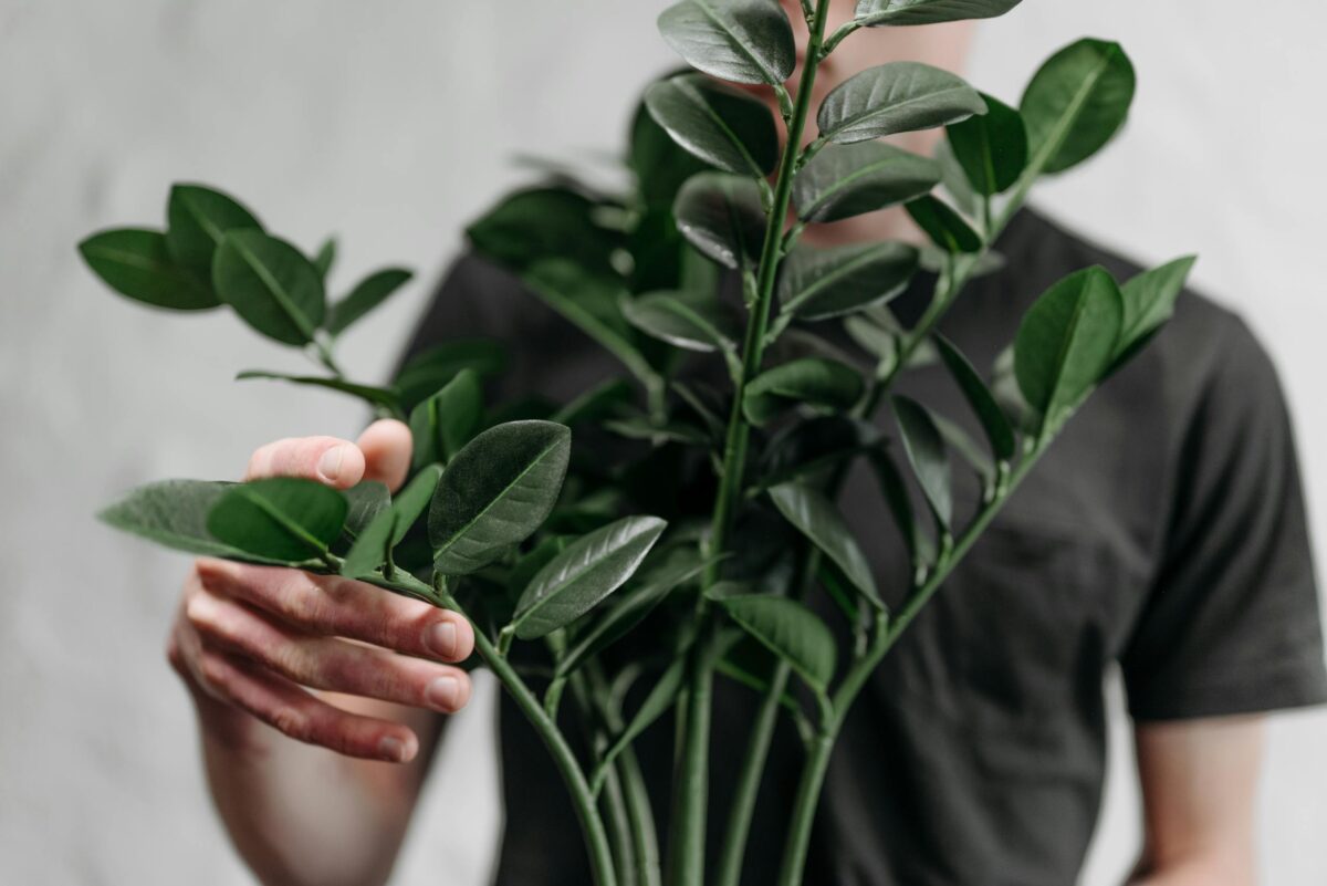 A close-up image of a man gently handling a lush green plant indoors.