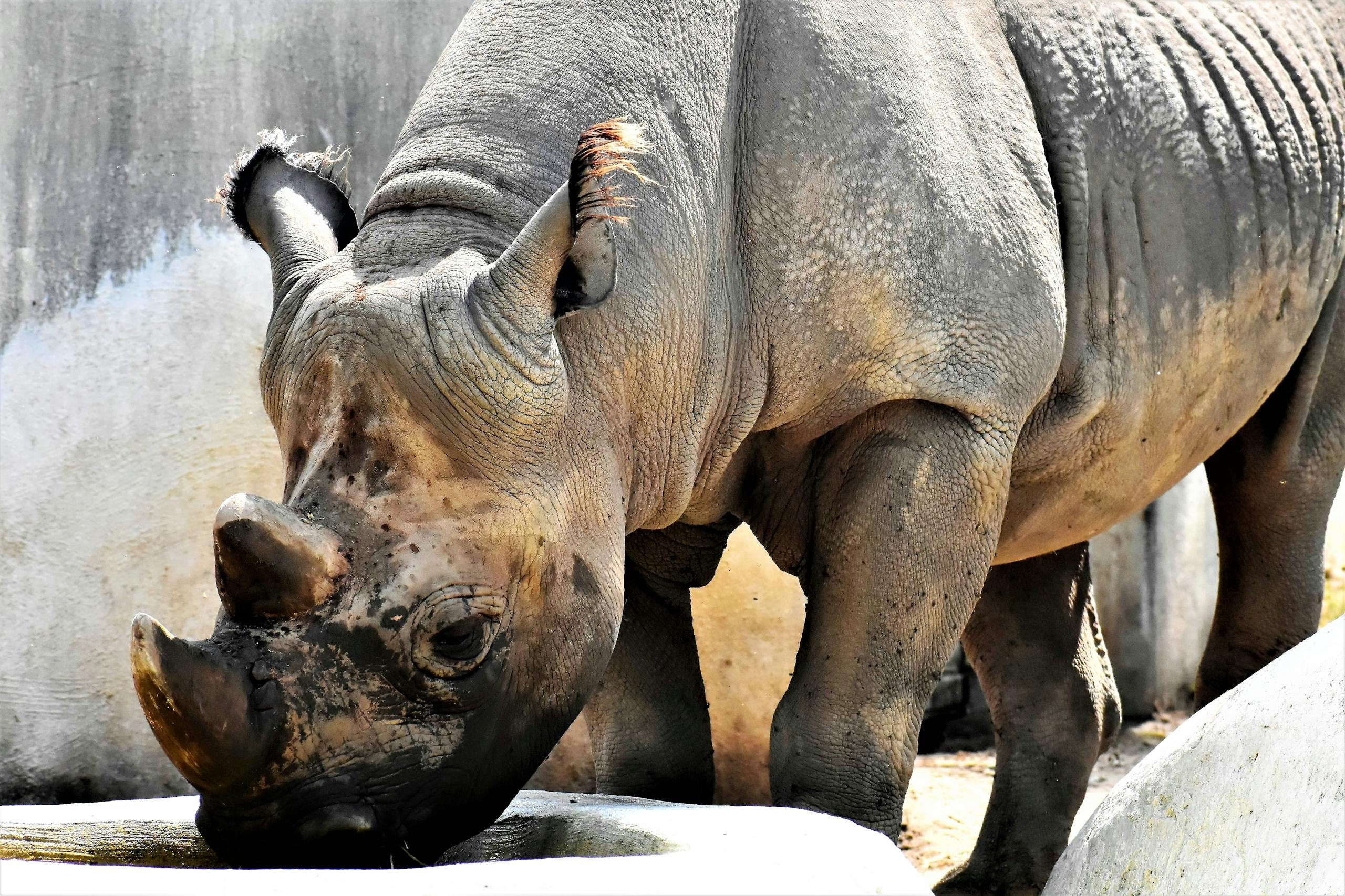 A close-up view of a rhinoceros drinking water in a zoo setting, showcasing its textured skin.