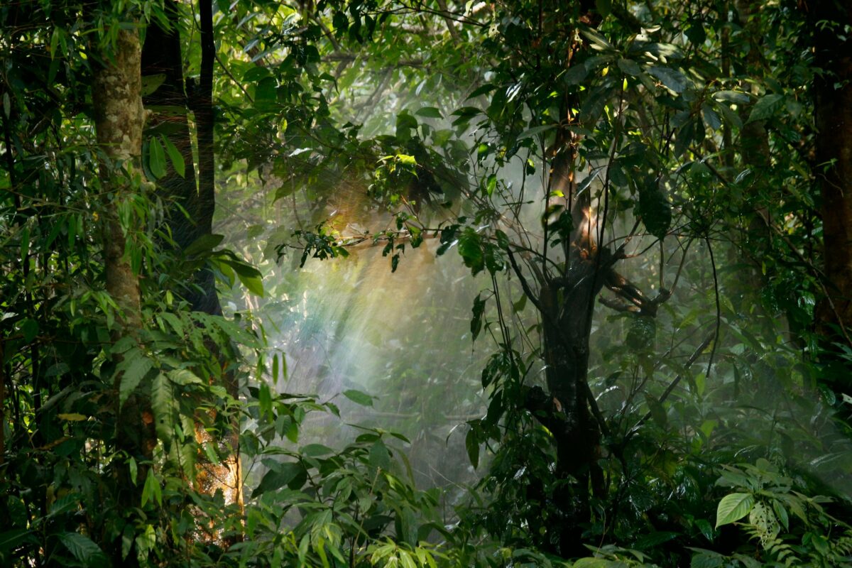 Captivating view of sunlight streaming through lush rainforest leaves, creating a serene natural atmosphere.