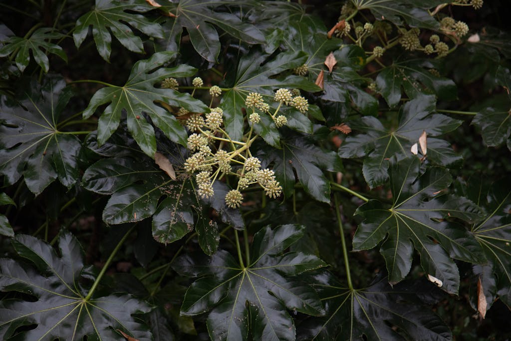 Close-up of Fatsia japonica leaves and seed pods in a natural outdoor setting.