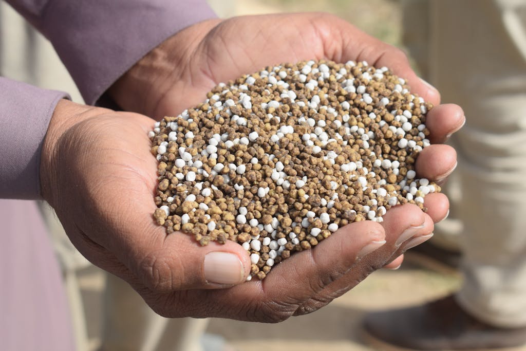 Close-up of hands holding granular fertilizer in Bahawalpur, Pakistan.