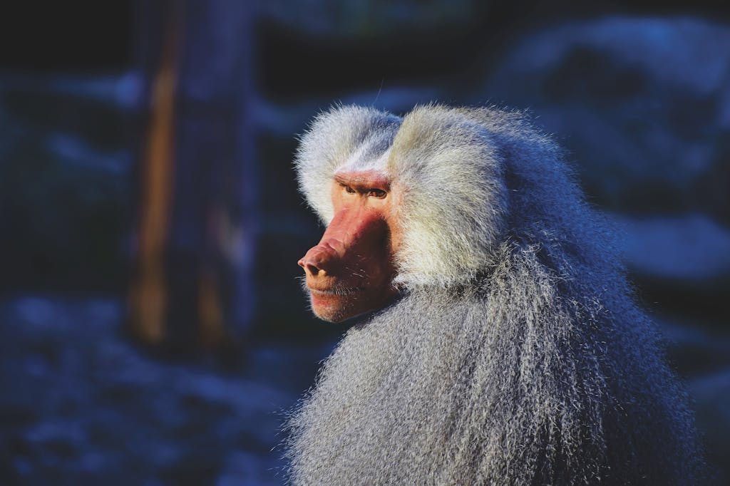Close-up side view of a majestic baboon in natural daylight, showcasing its fur and profile.