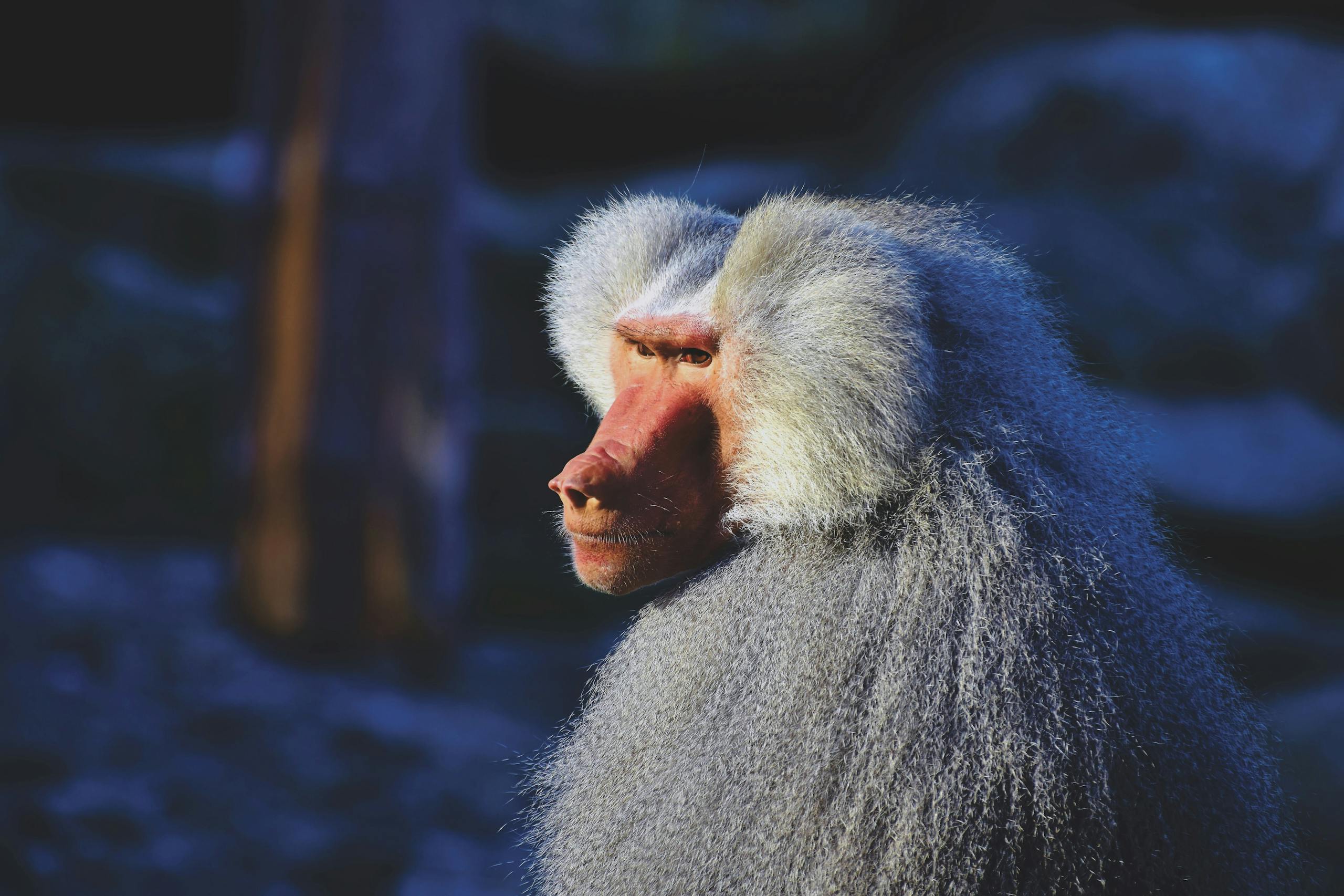 Close-up side view of a majestic baboon in natural daylight, showcasing its fur and profile.