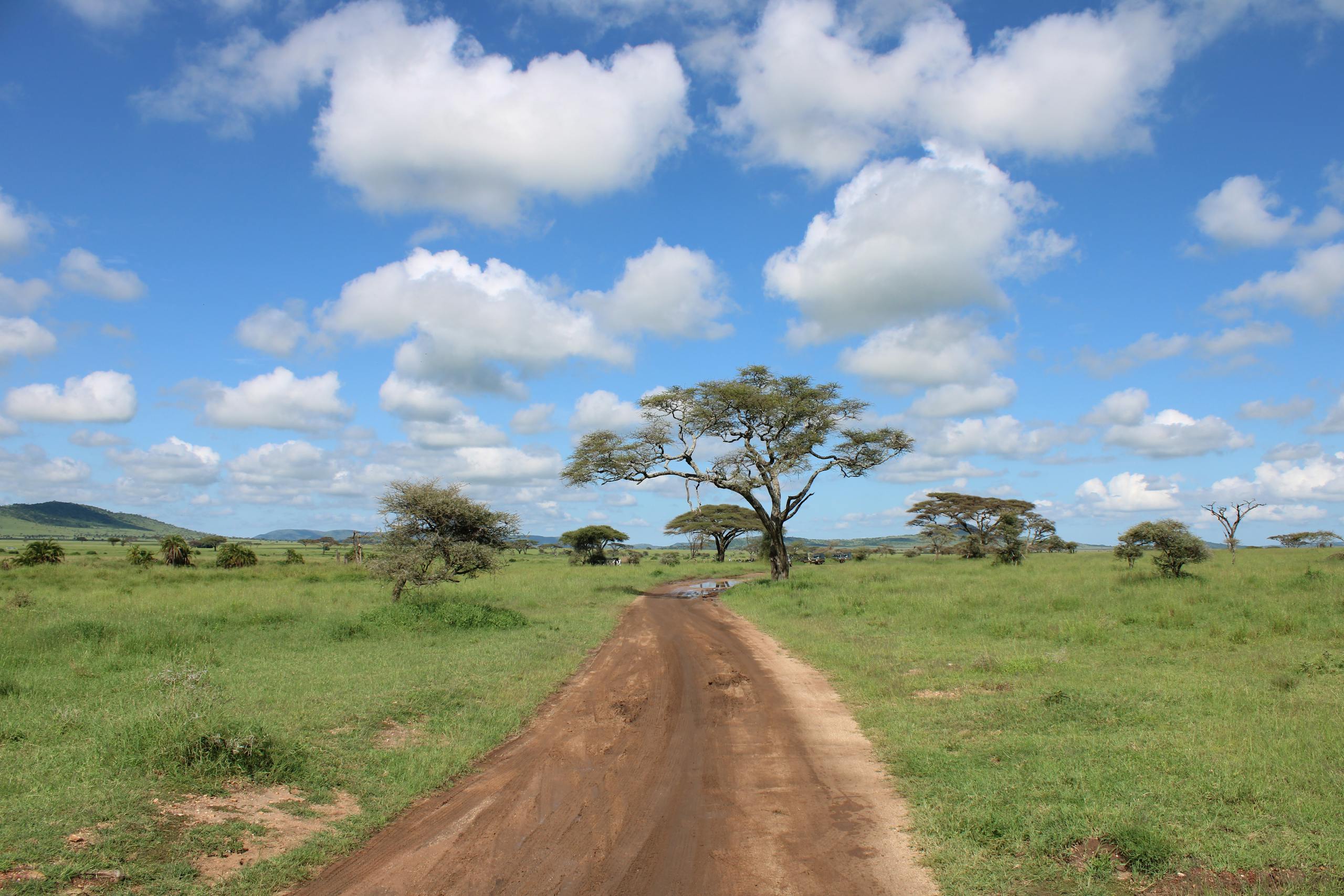 Dirt road through the lush Serengeti landscape in Tanzania with acacia trees under a bright sky.