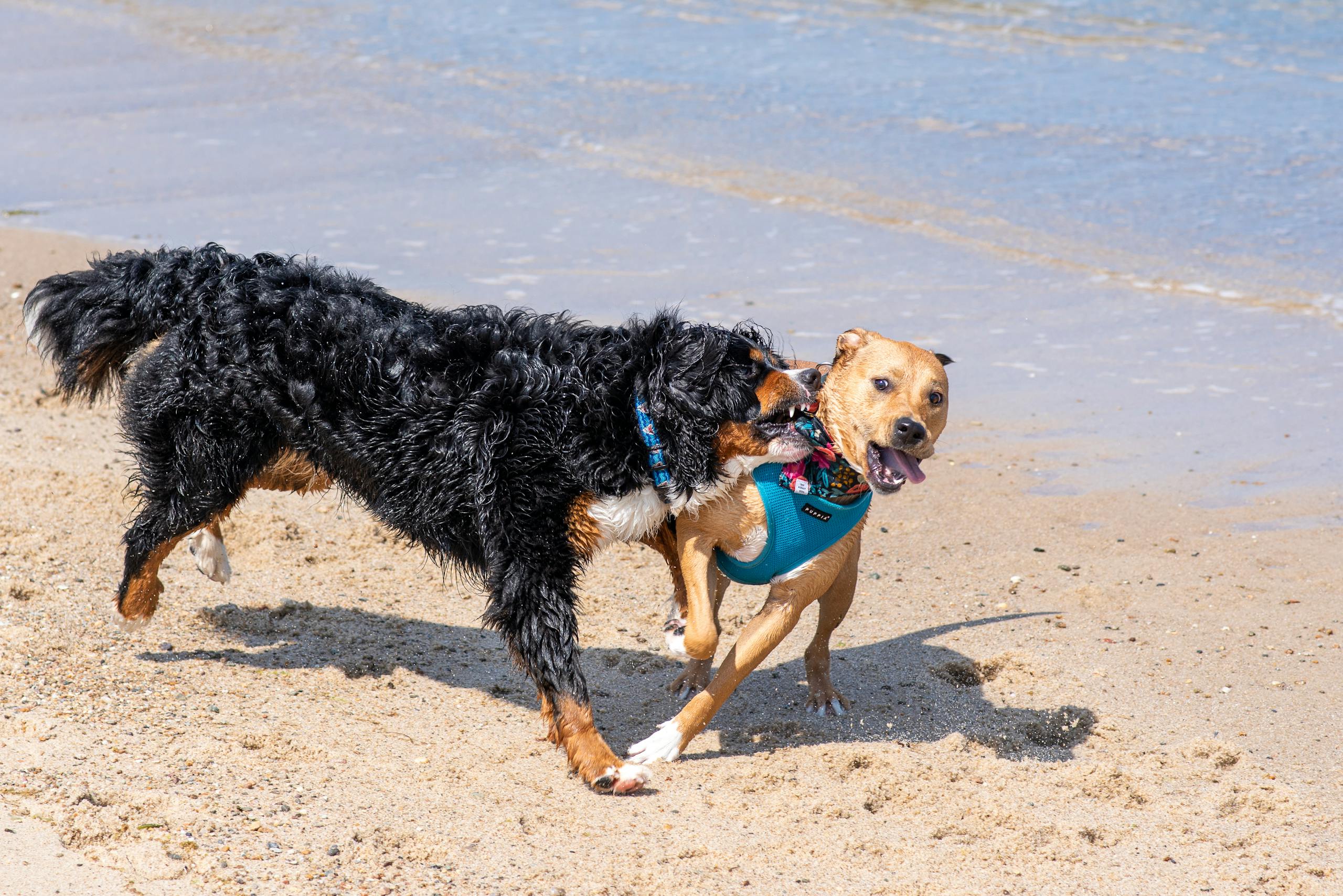 Two dogs energetically playing on a beach, showcasing fun and companionship by the sea.
